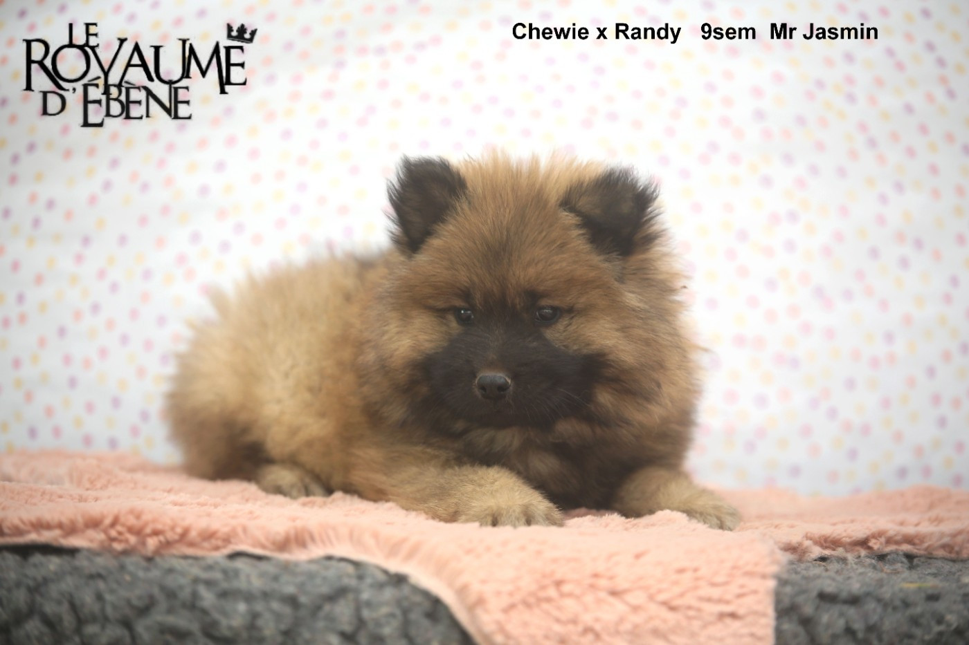 Du Royaume D'ebène - Eurasier - Portée née le 21/02/2026