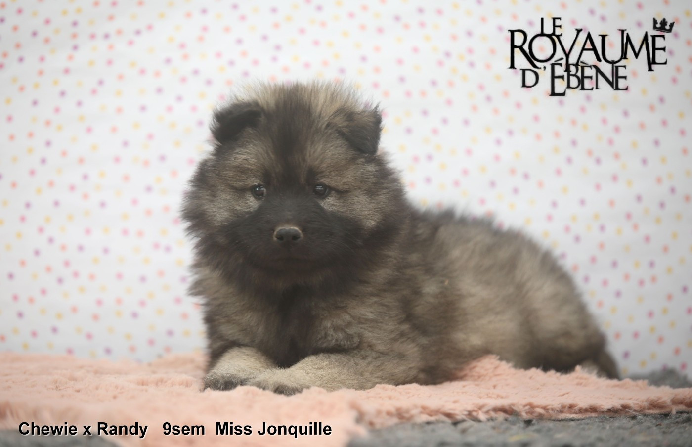 Du Royaume D'ebène - Chiots disponibles - Eurasier