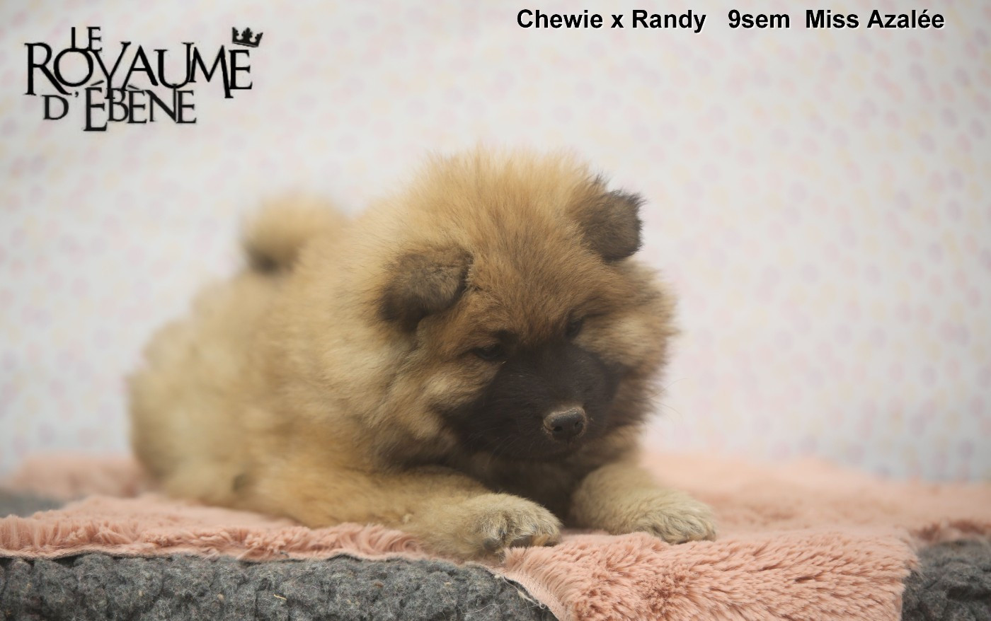 Du Royaume D'ebène - Chiots disponibles - Eurasier