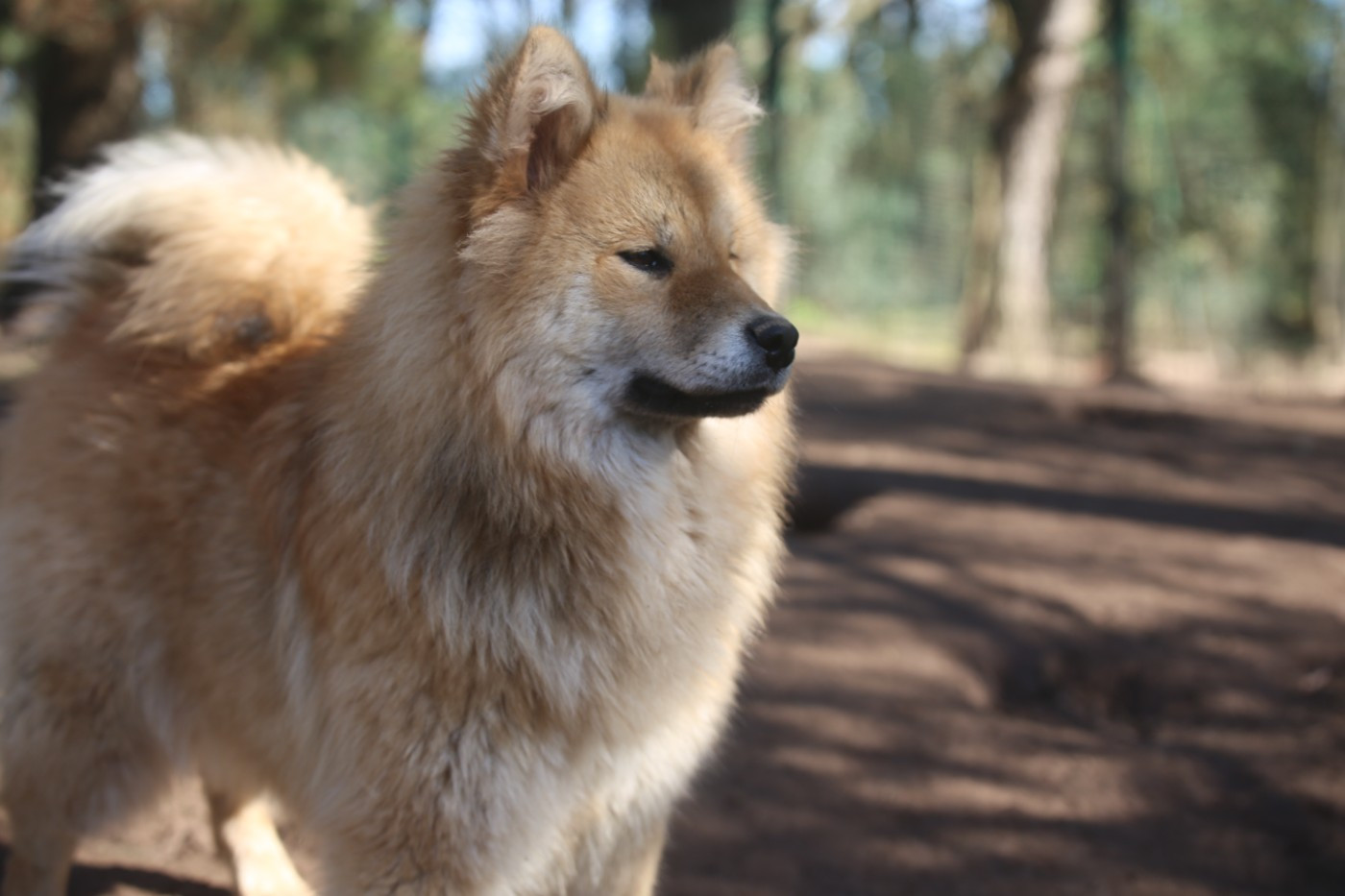 Du Royaume D'ebène - Chiots disponibles - Eurasier