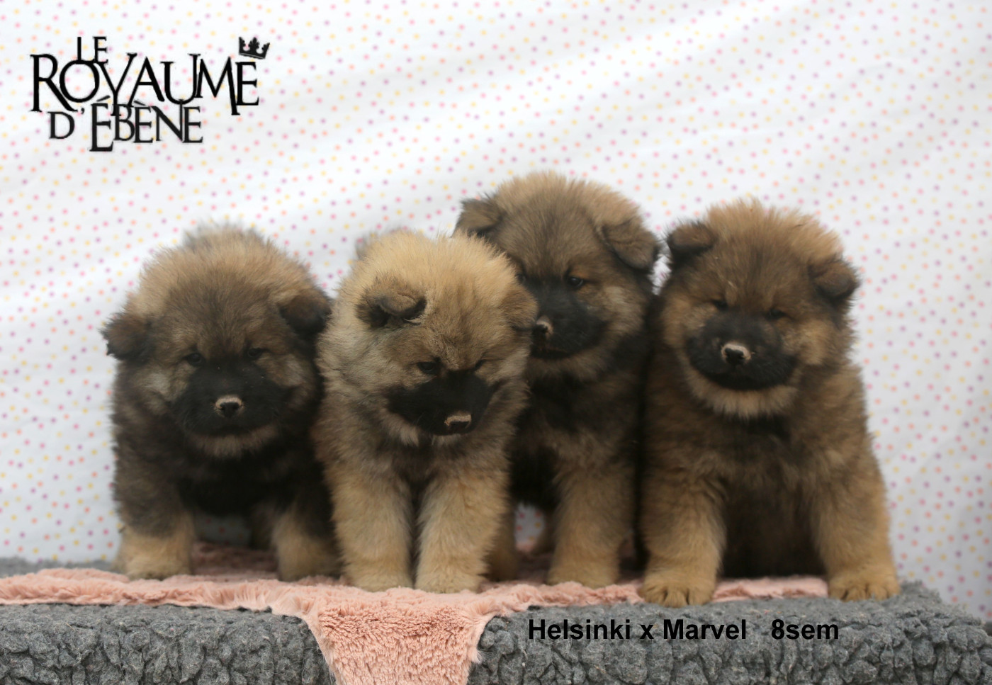 Du Royaume D'ebène - Eurasier - Portée née le 14/03/2026