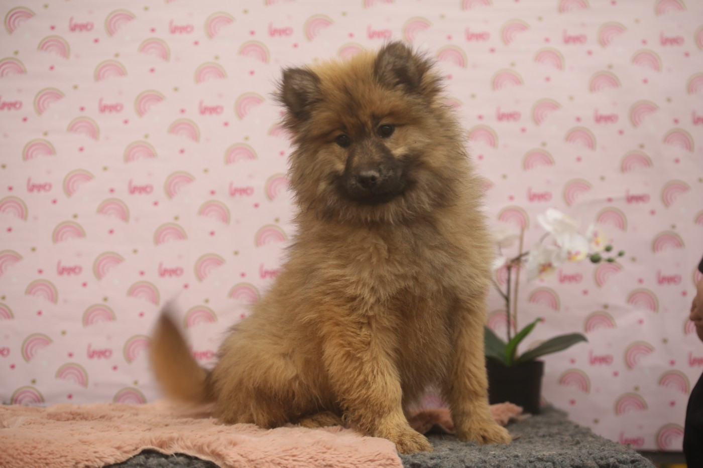 Du Royaume D'ebène - Chiots disponibles - Eurasier
