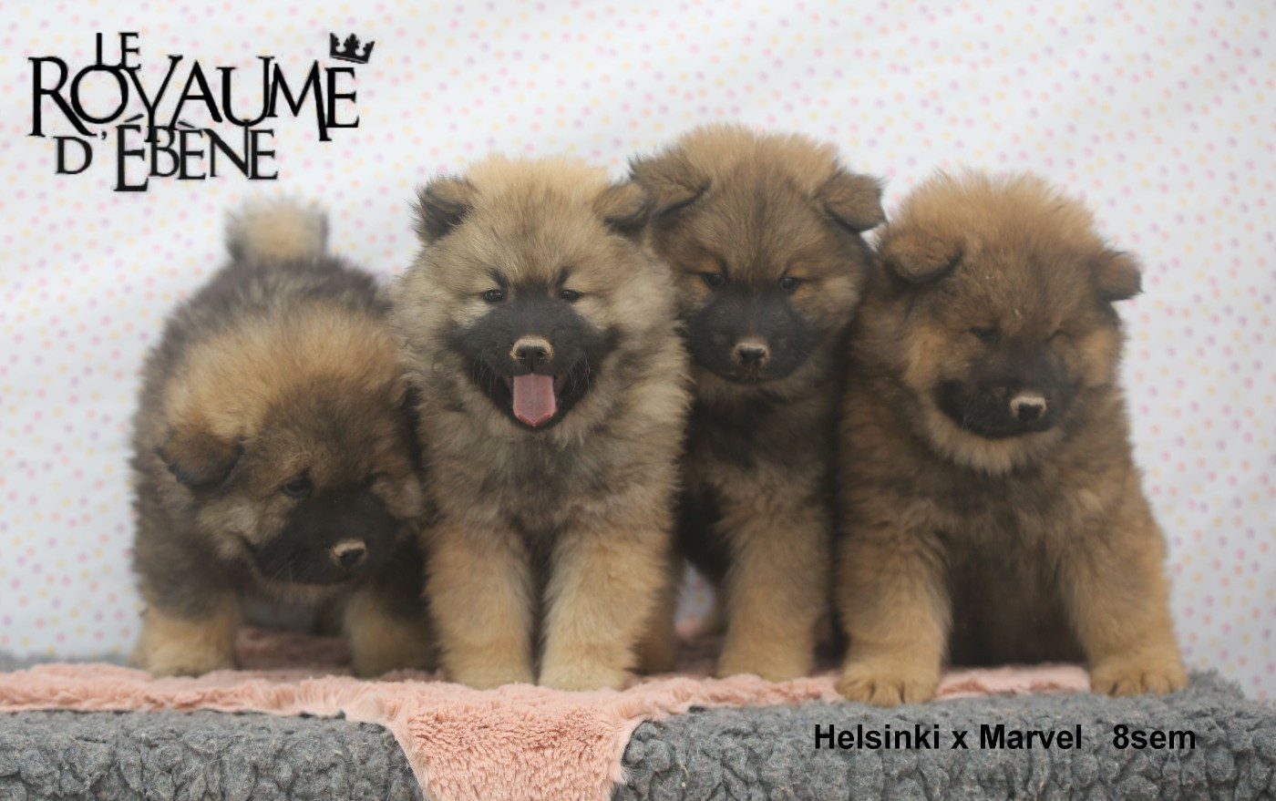Du Royaume D'ebène - Eurasier - Portée née le 26/02/2026