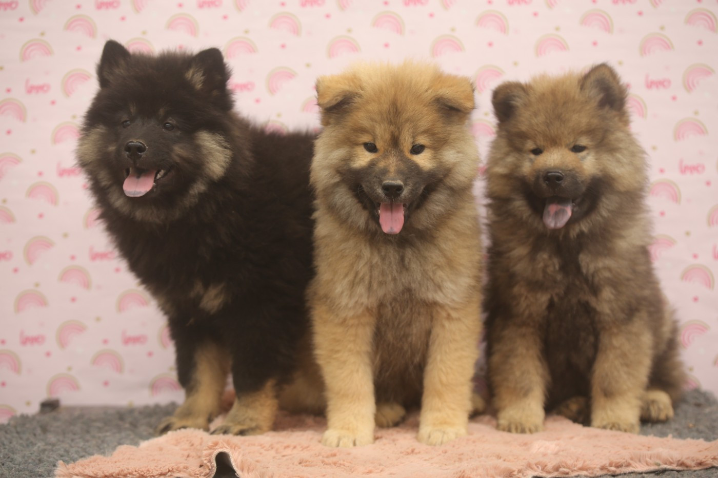 Du Royaume D'ebène - Eurasier - Portée née le 14/03/2026