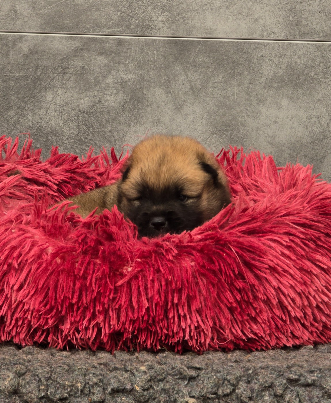 Du Royaume D'ebène - Chiots disponibles - Eurasier