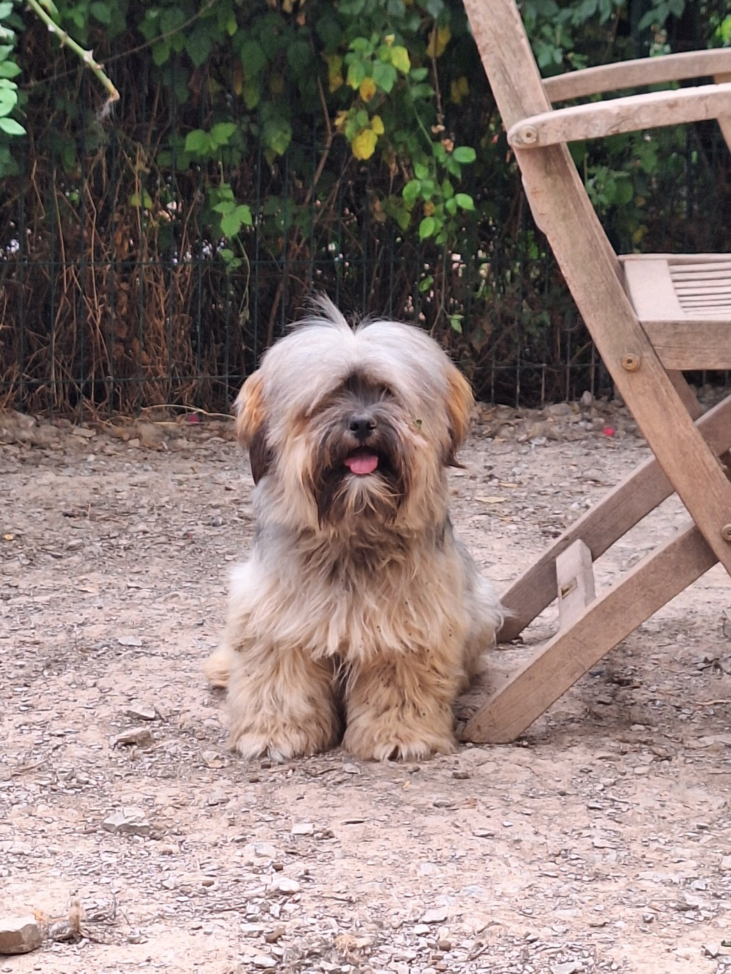 Du Royaume D'ebène - Chiots disponibles - Lhassa Apso