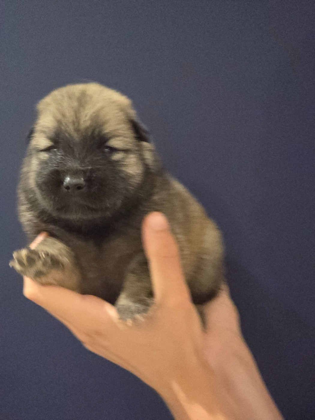 Du Royaume D'ebène - Chiots disponibles - Eurasier