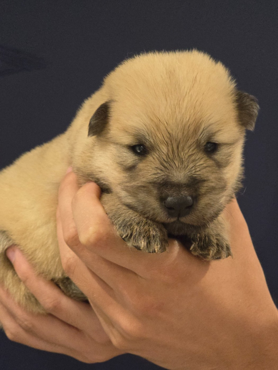 Du Royaume D'ebène - Chiots disponibles - Eurasier