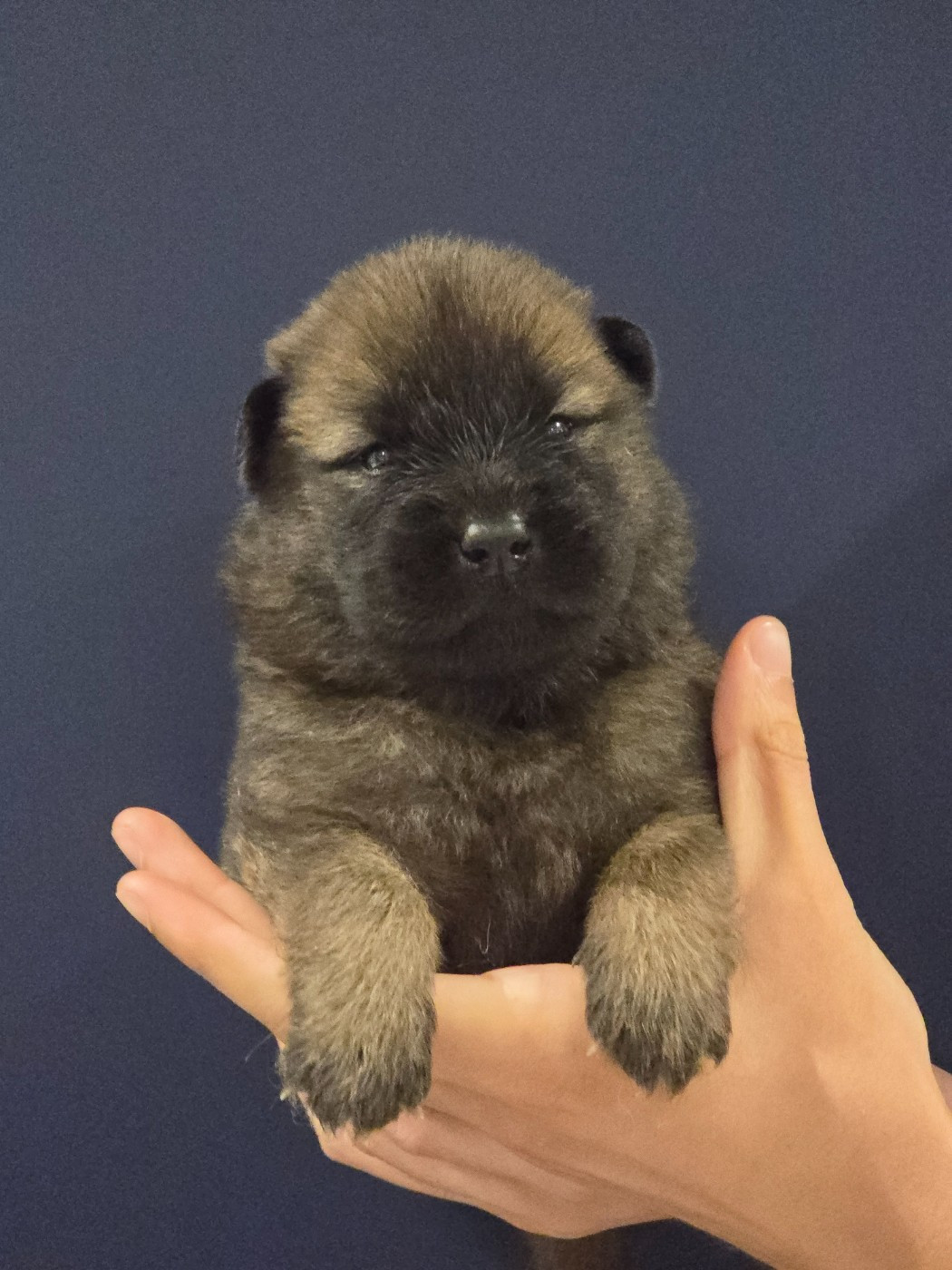 Du Royaume D'ebène - Chiots disponibles - Eurasier