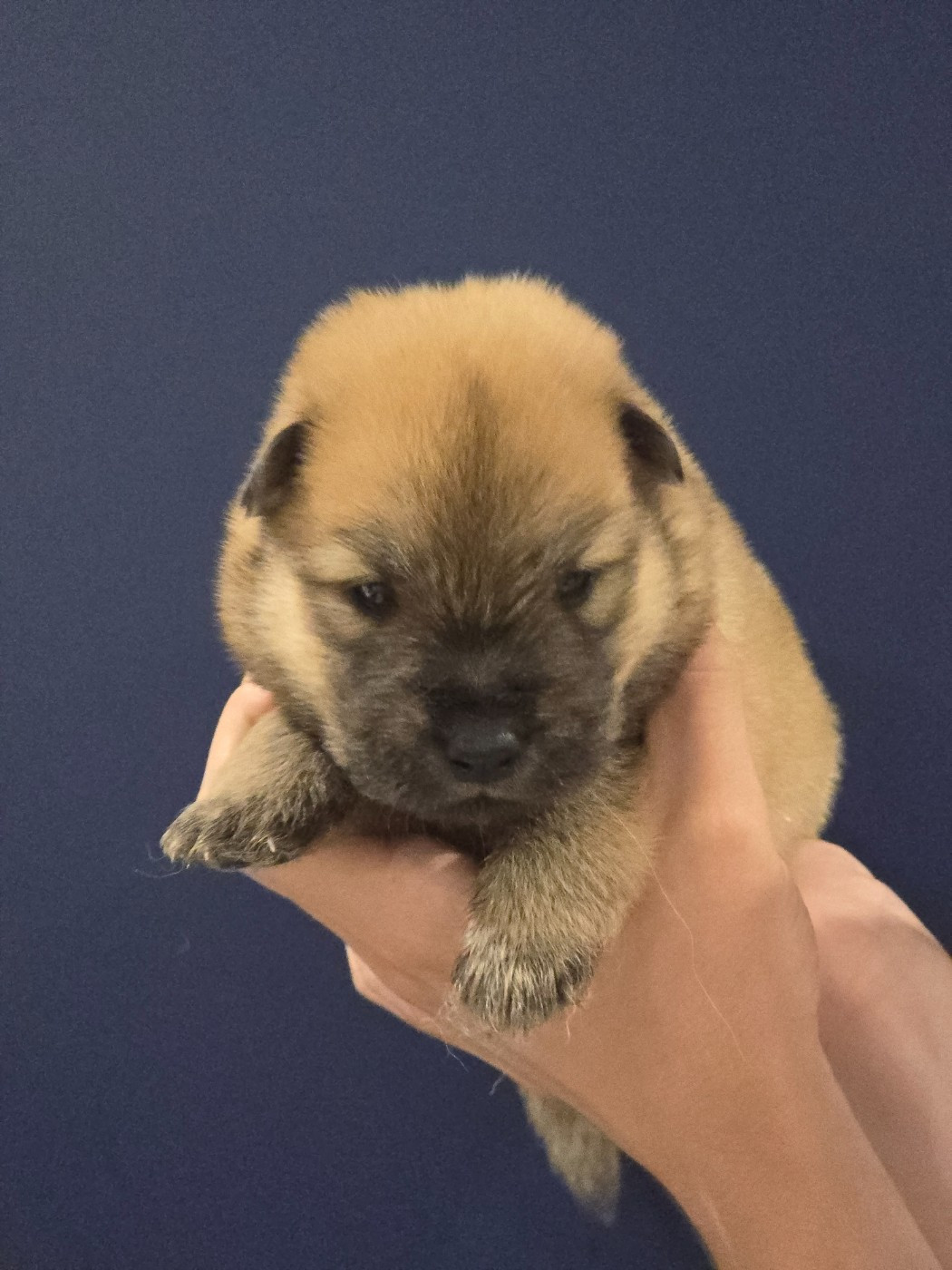 Du Royaume D'ebène - Chiots disponibles - Eurasier