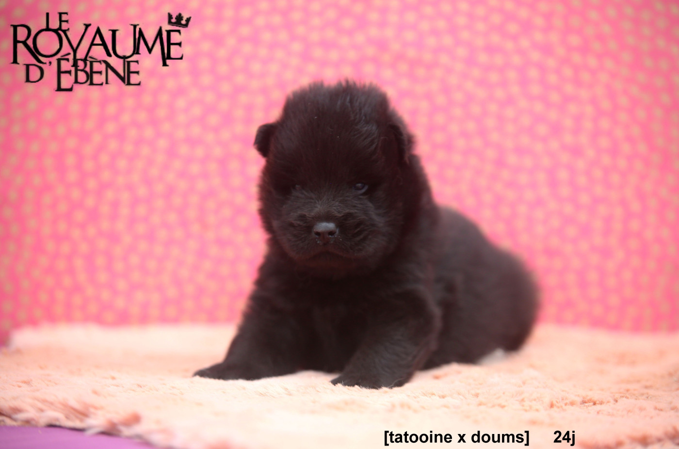 Du Royaume D'ebène - Chiots disponibles - Eurasier