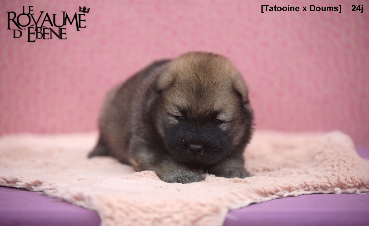 Du Royaume D'ebène - Chiots disponibles - Eurasier