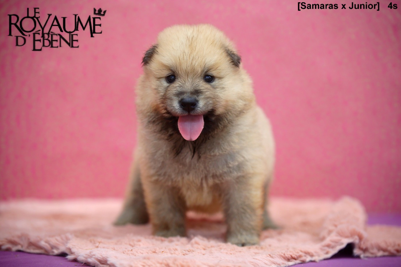 Du Royaume D'ebène - Chiots disponibles - Eurasier