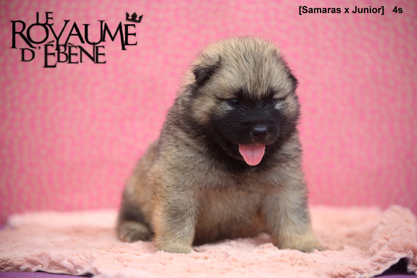 Du Royaume D'ebène - Chiots disponibles - Eurasier