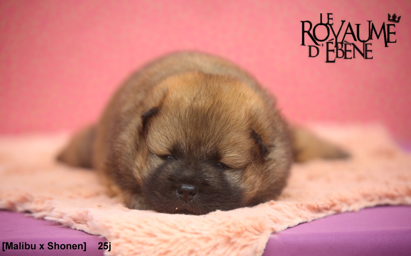 Du Royaume D'ebène - Chiots disponibles - Eurasier