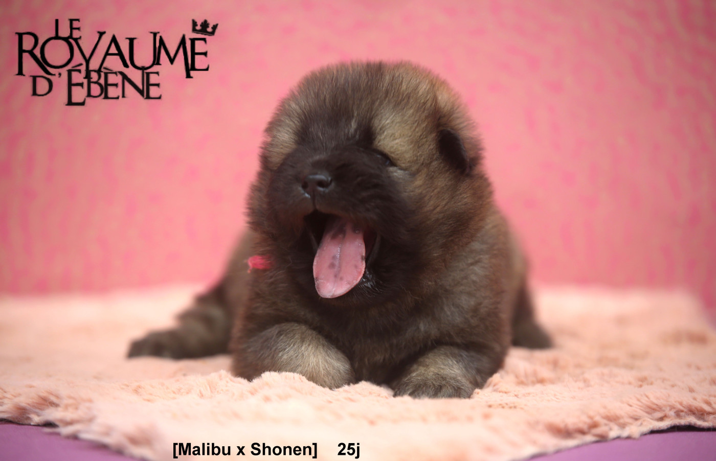 Du Royaume D'ebène - Chiots disponibles - Eurasier