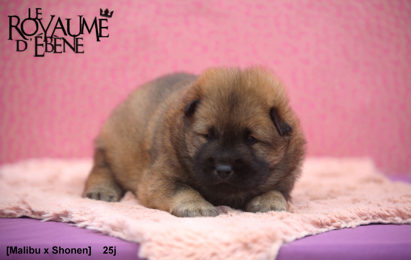 Du Royaume D'ebène - Chiots disponibles - Eurasier