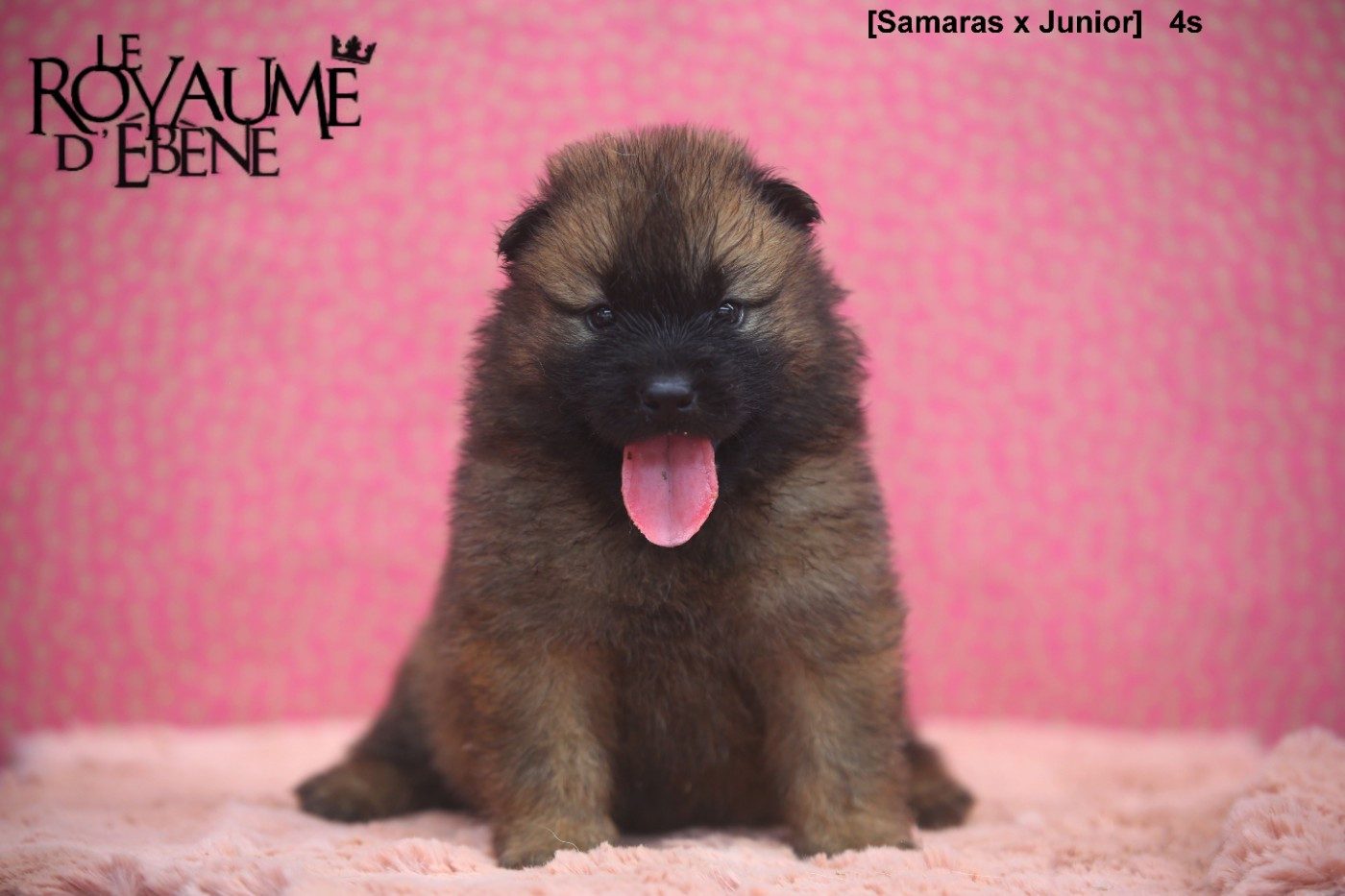 Du Royaume D'ebène - Chiots disponibles - Eurasier