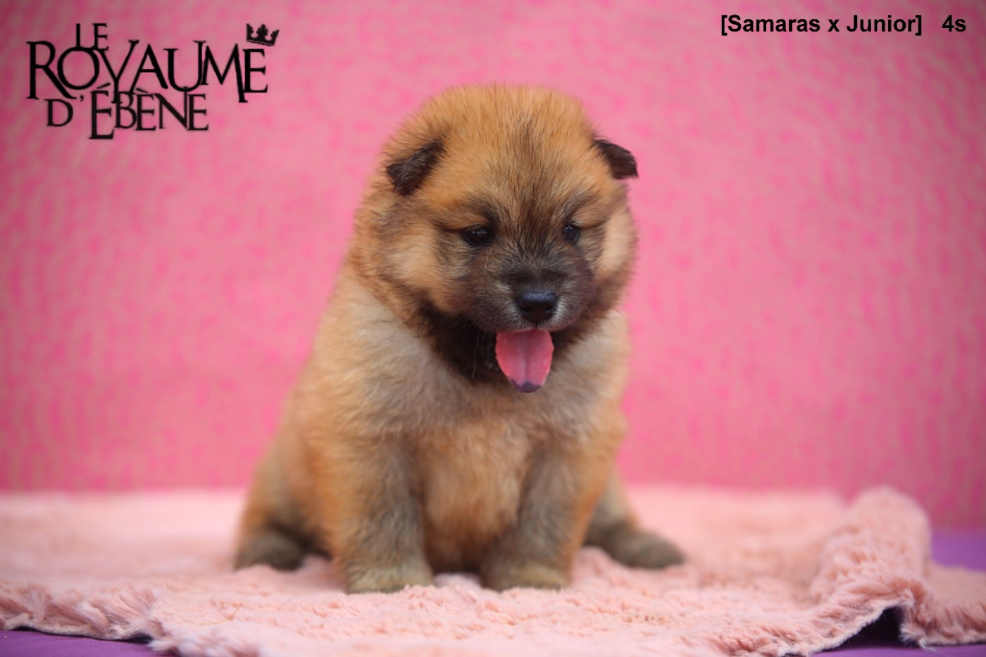Du Royaume D'ebène - Chiots disponibles - Eurasier