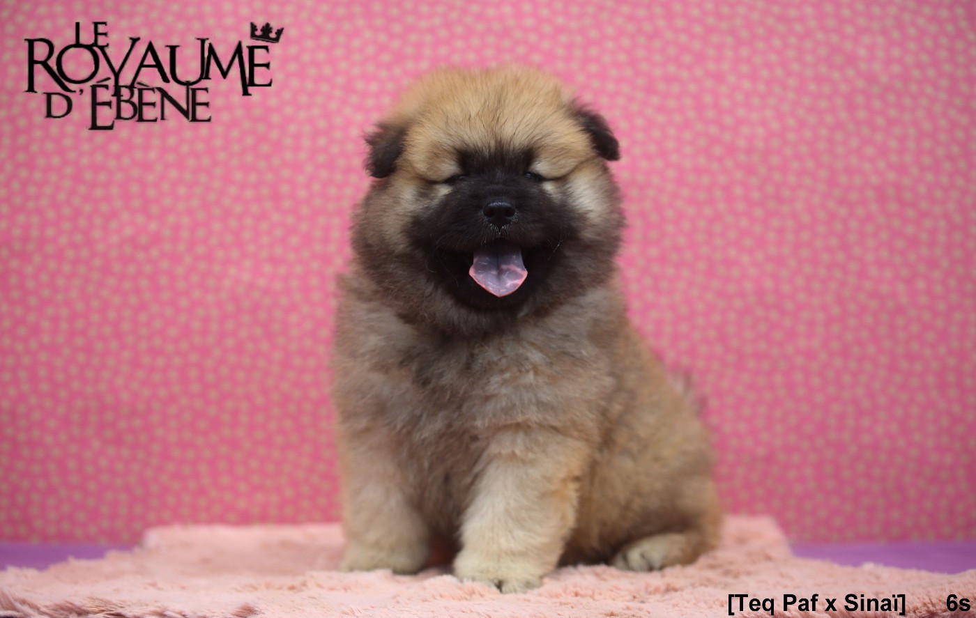 Du Royaume D'ebène - Chiots disponibles - Eurasier