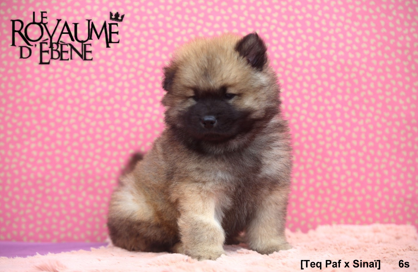 Du Royaume D'ebène - Chiots disponibles - Eurasier