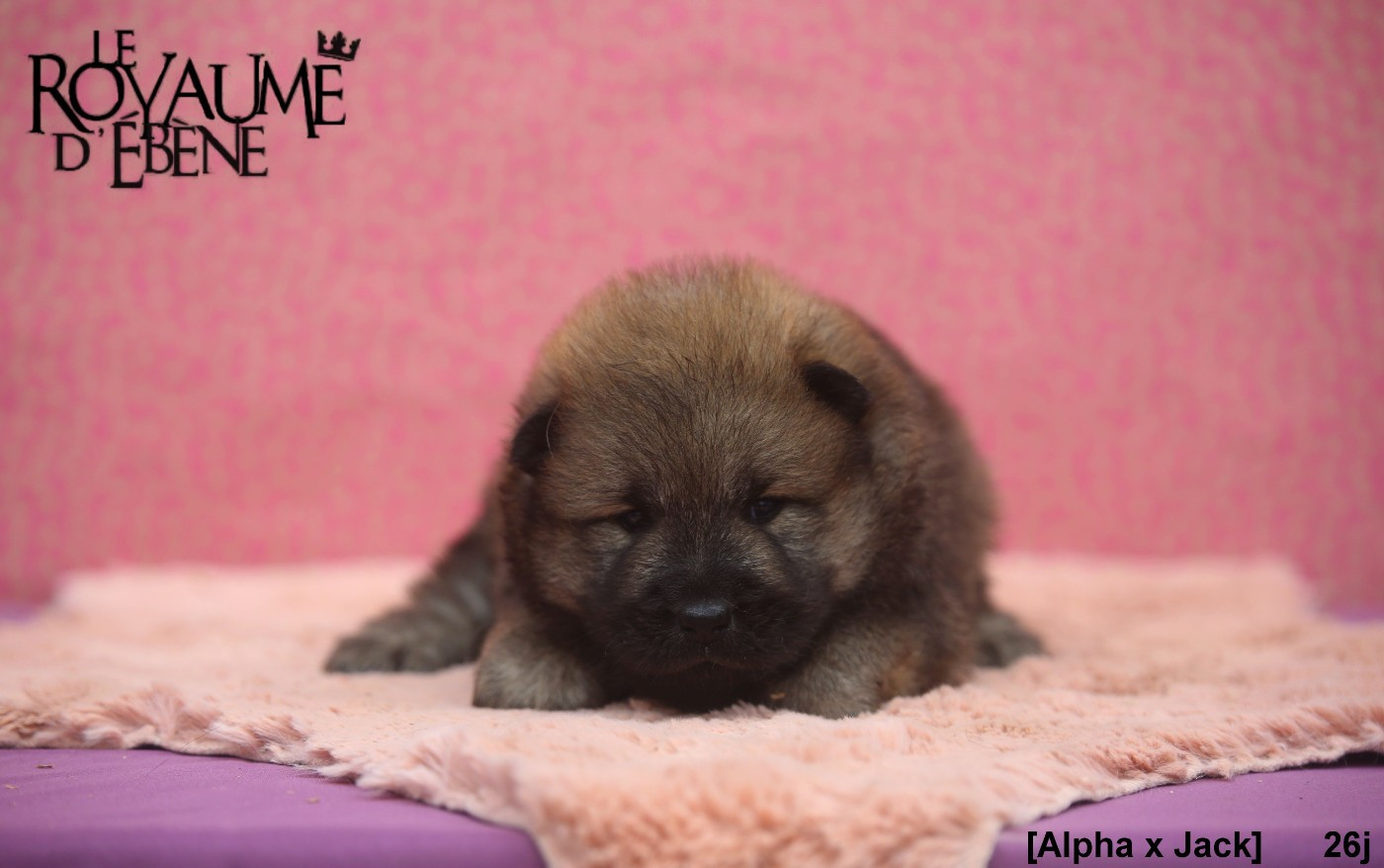 Du Royaume D'ebène - Chiots disponibles - Eurasier