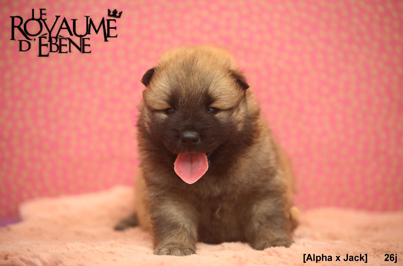 Du Royaume D'ebène - Chiots disponibles - Eurasier
