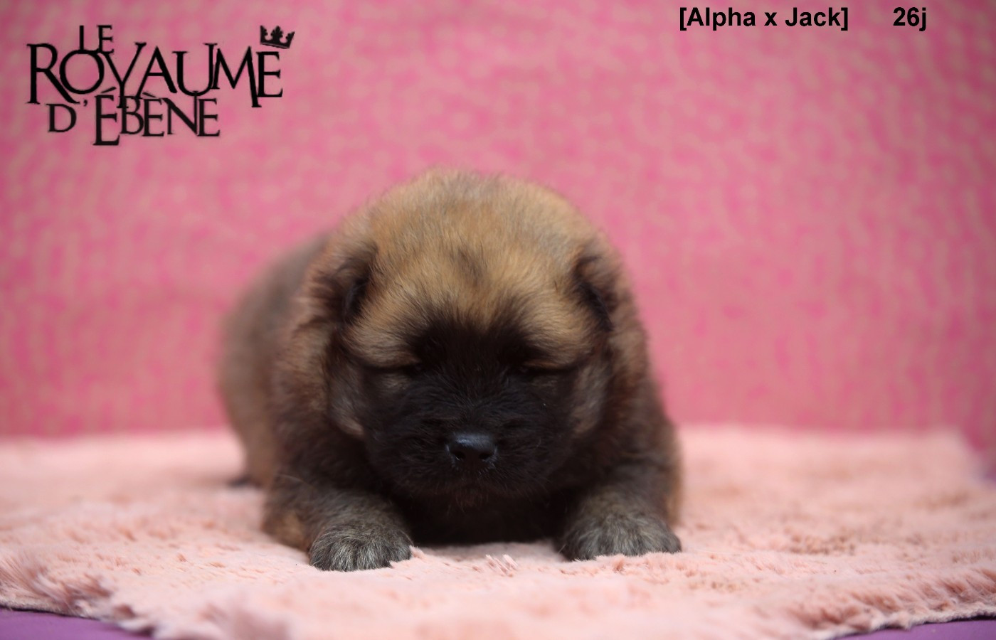 Du Royaume D'ebène - Chiots disponibles - Eurasier