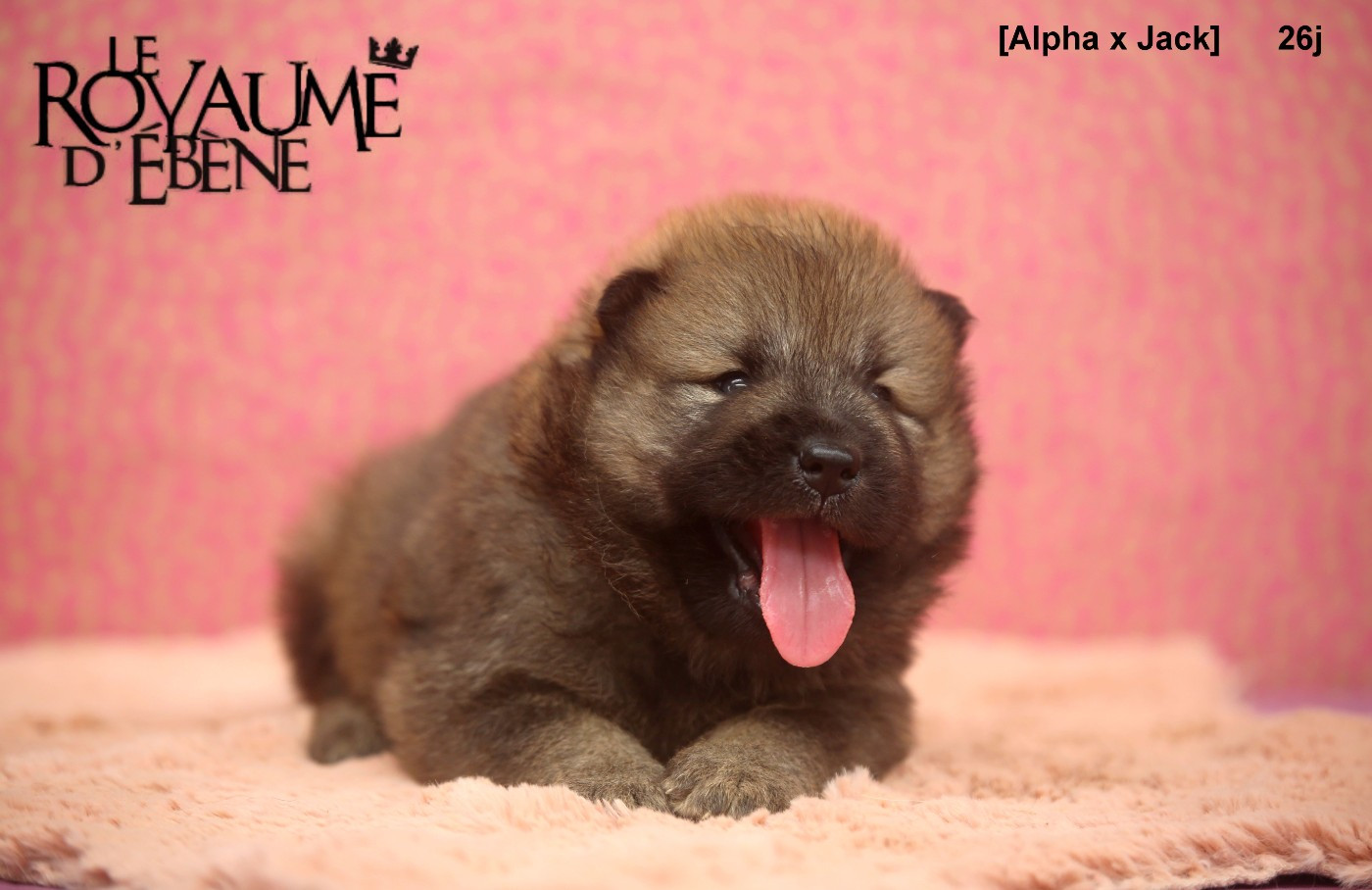 Du Royaume D'ebène - Chiots disponibles - Eurasier