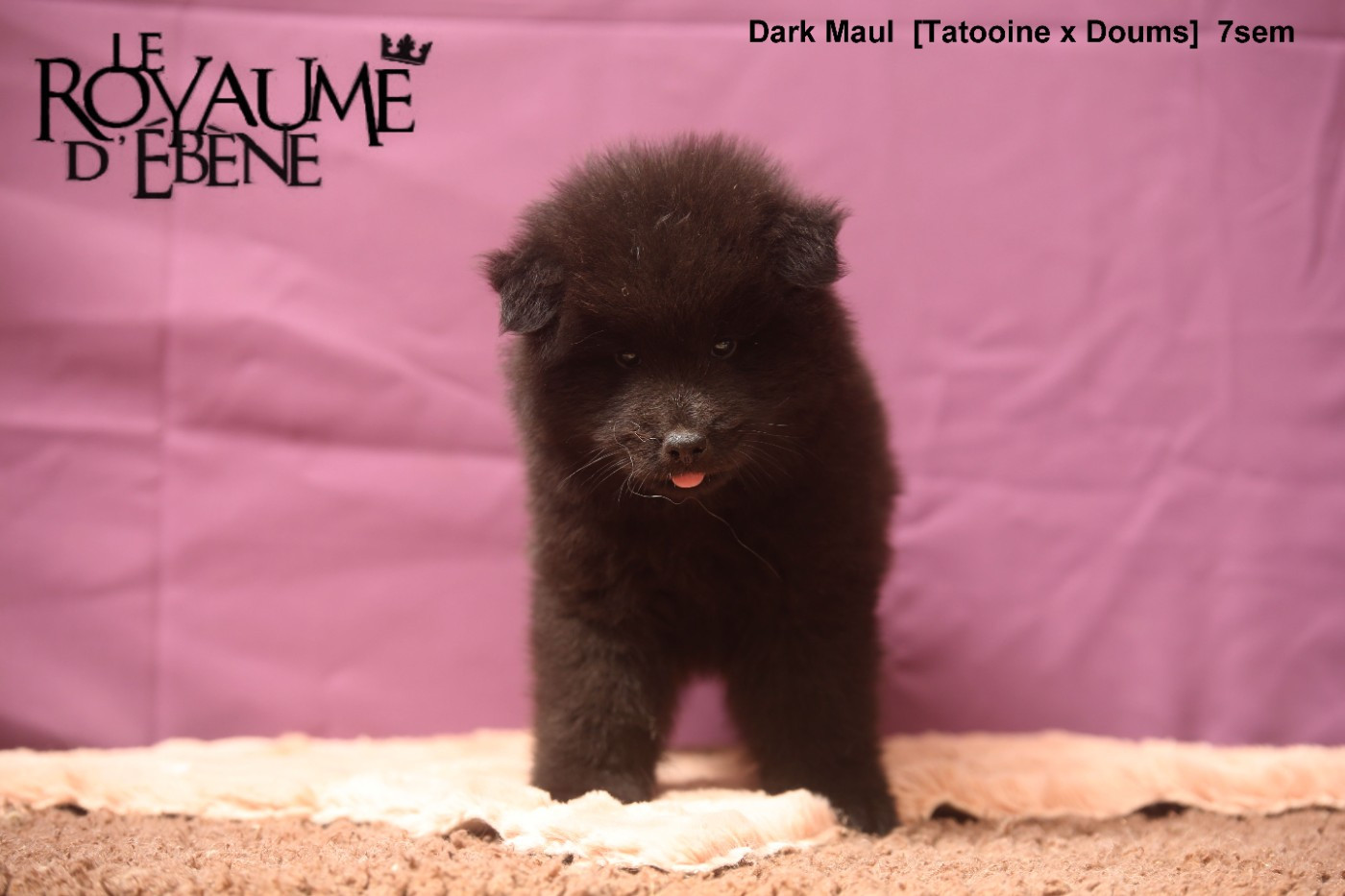 Du Royaume D'ebène - Chiots disponibles - Eurasier