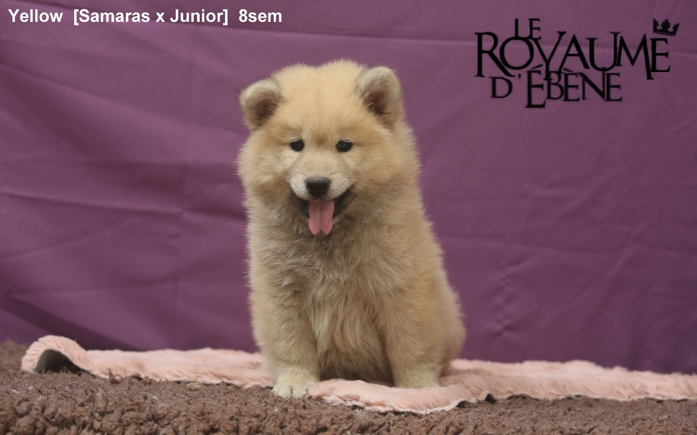 Du Royaume D'ebène - Chiots disponibles - Eurasier