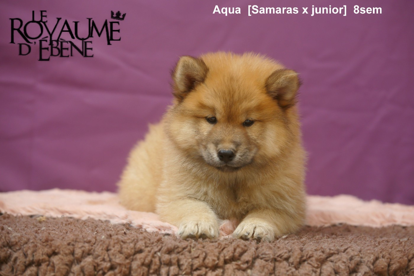 Du Royaume D'ebène - Chiots disponibles - Eurasier