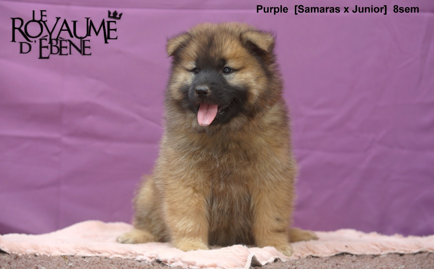 Du Royaume D'ebène - Chiots disponibles - Eurasier