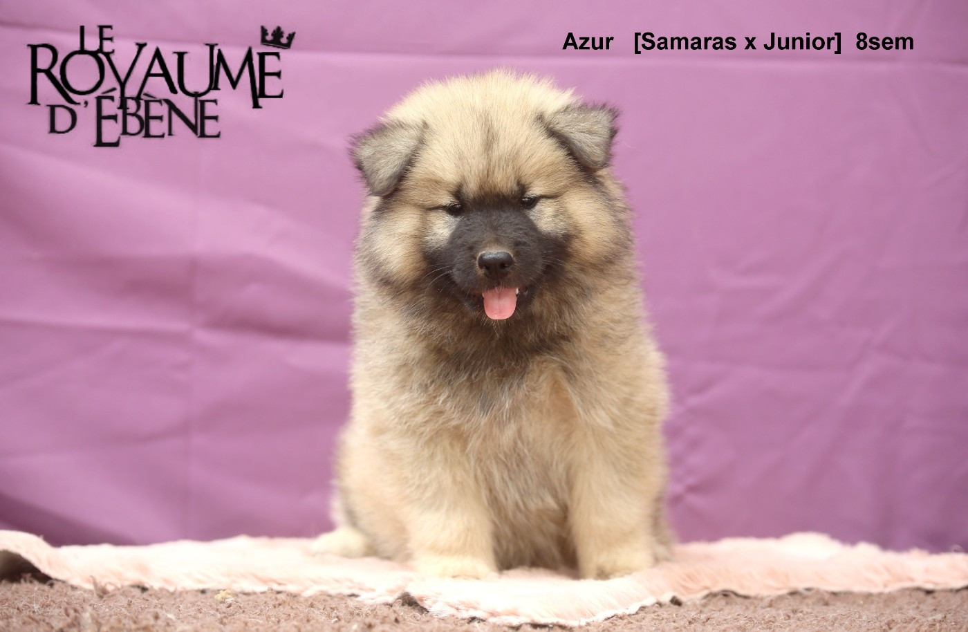 Du Royaume D'ebène - Chiots disponibles - Eurasier