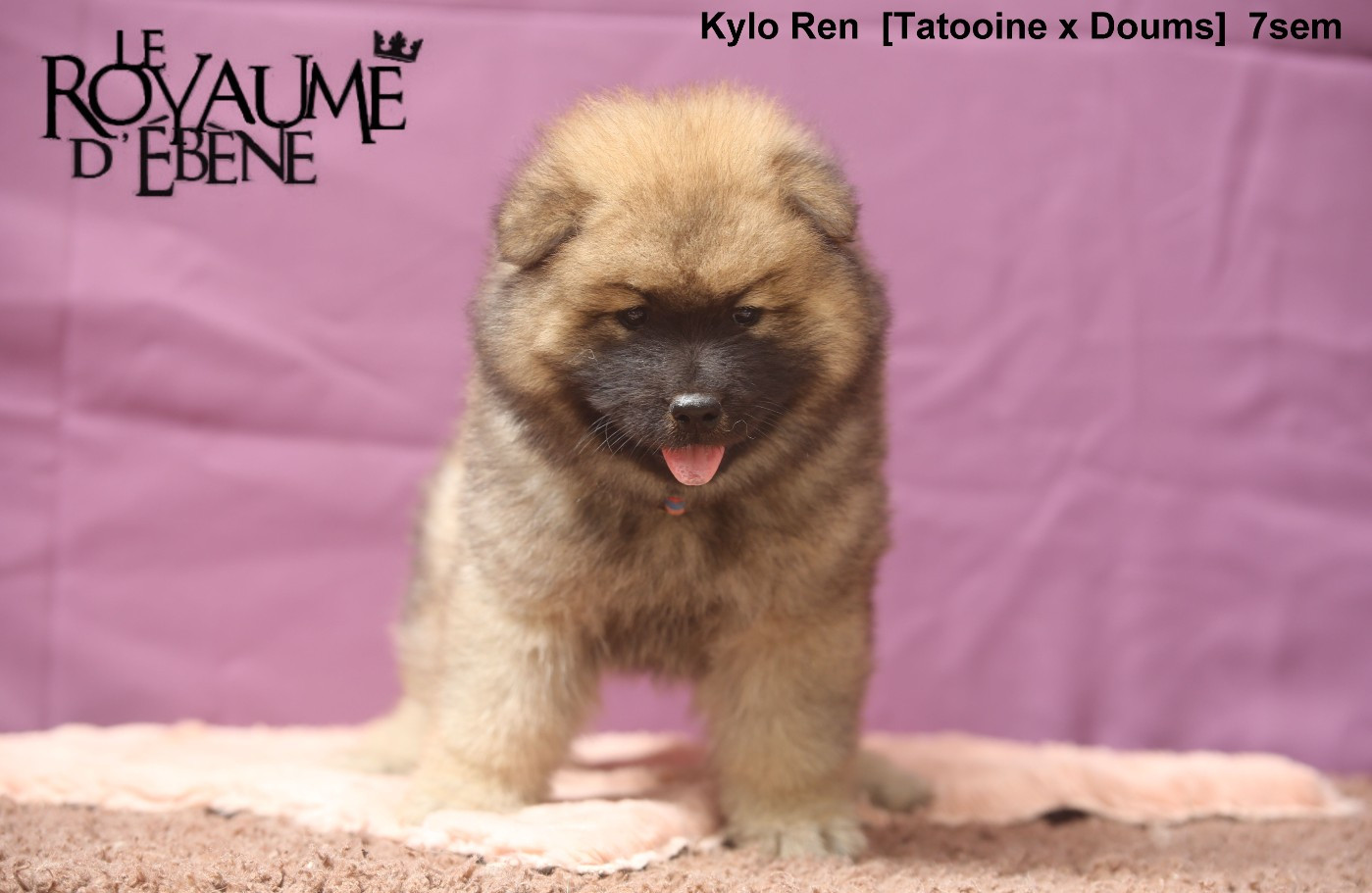 Du Royaume D'ebène - Chiots disponibles - Eurasier
