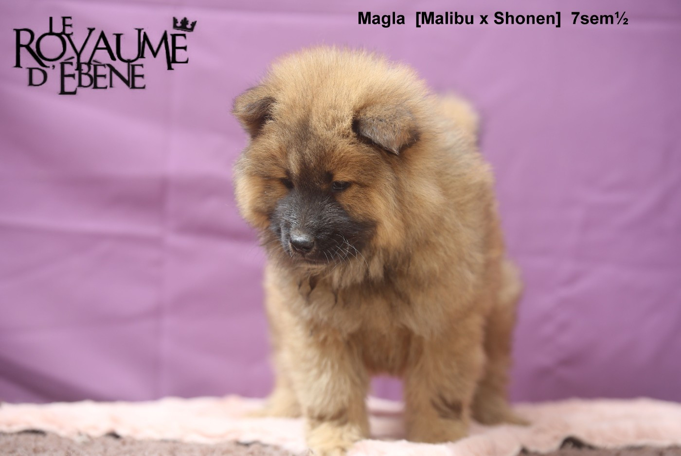 Du Royaume D'ebène - Chiots disponibles - Eurasier