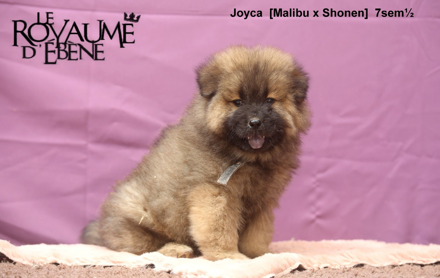 Du Royaume D'ebène - Chiots disponibles - Eurasier