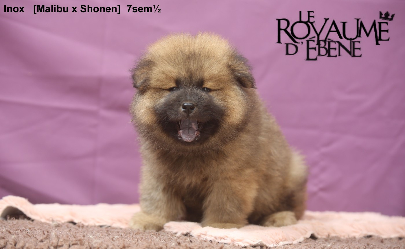 Du Royaume D'ebène - Chiots disponibles - Eurasier