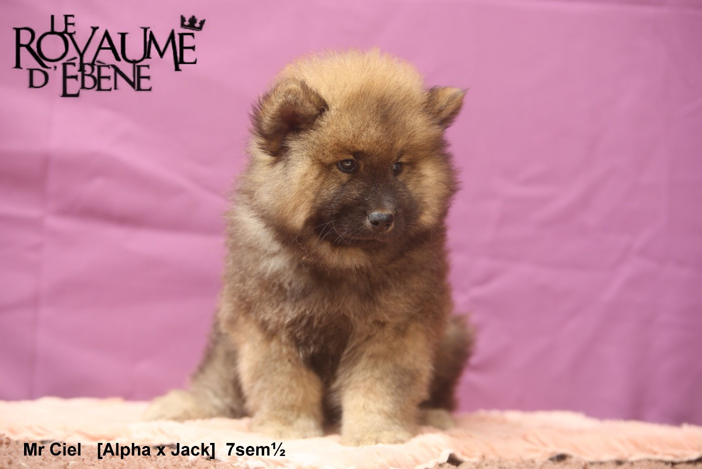 Du Royaume D'ebène - Chiots disponibles - Eurasier