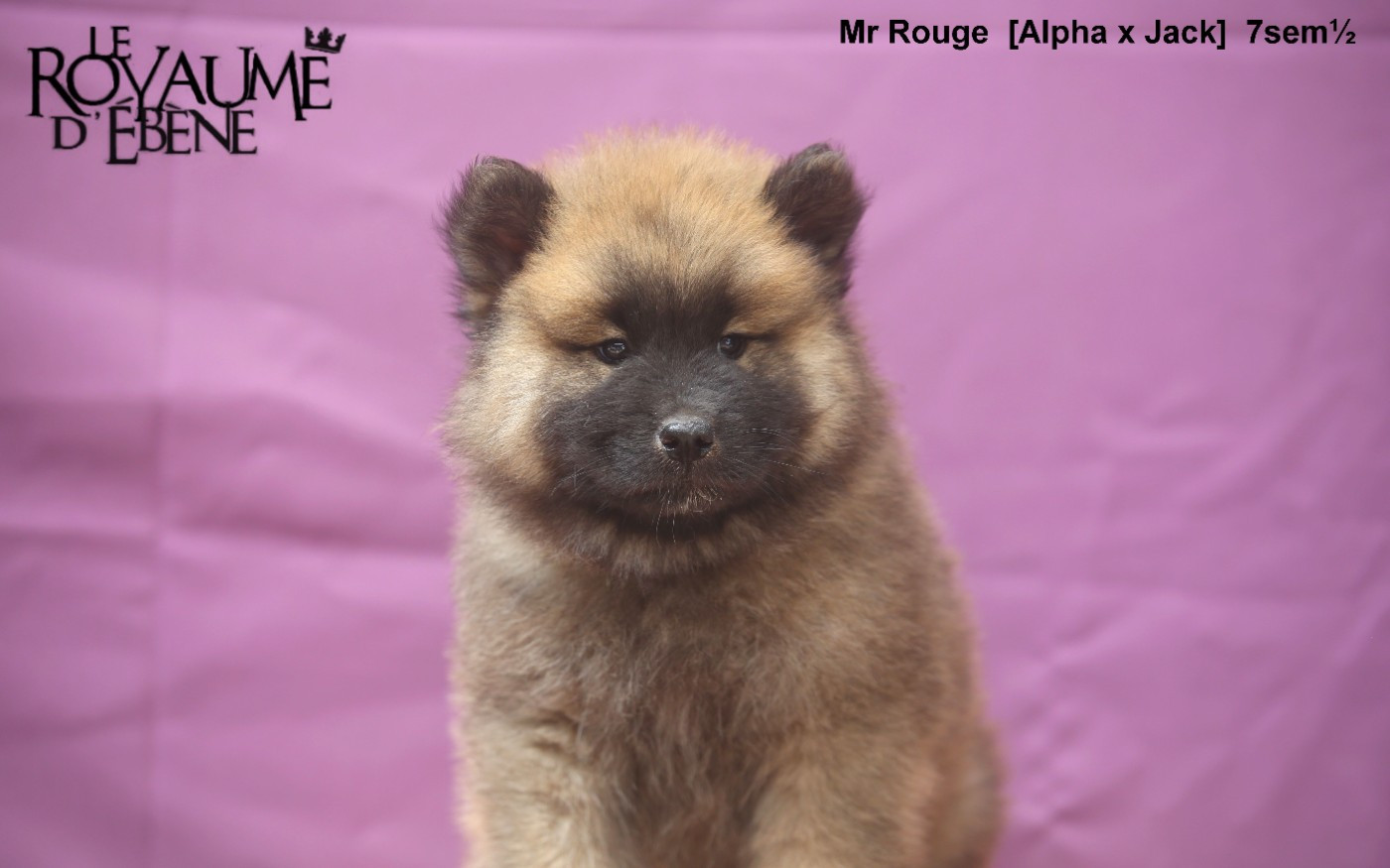Du Royaume D'ebène - Chiots disponibles - Eurasier