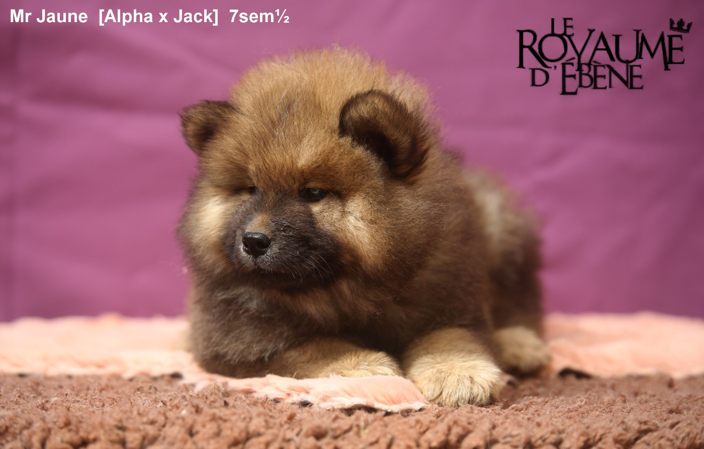 Du Royaume D'ebène - Chiots disponibles - Eurasier