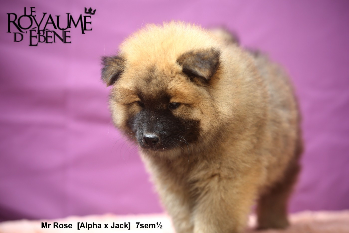 Du Royaume D'ebène - Chiots disponibles - Eurasier