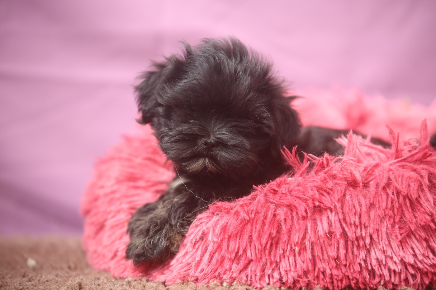 Du Royaume D'ebène - Chiots disponibles - Lhassa Apso