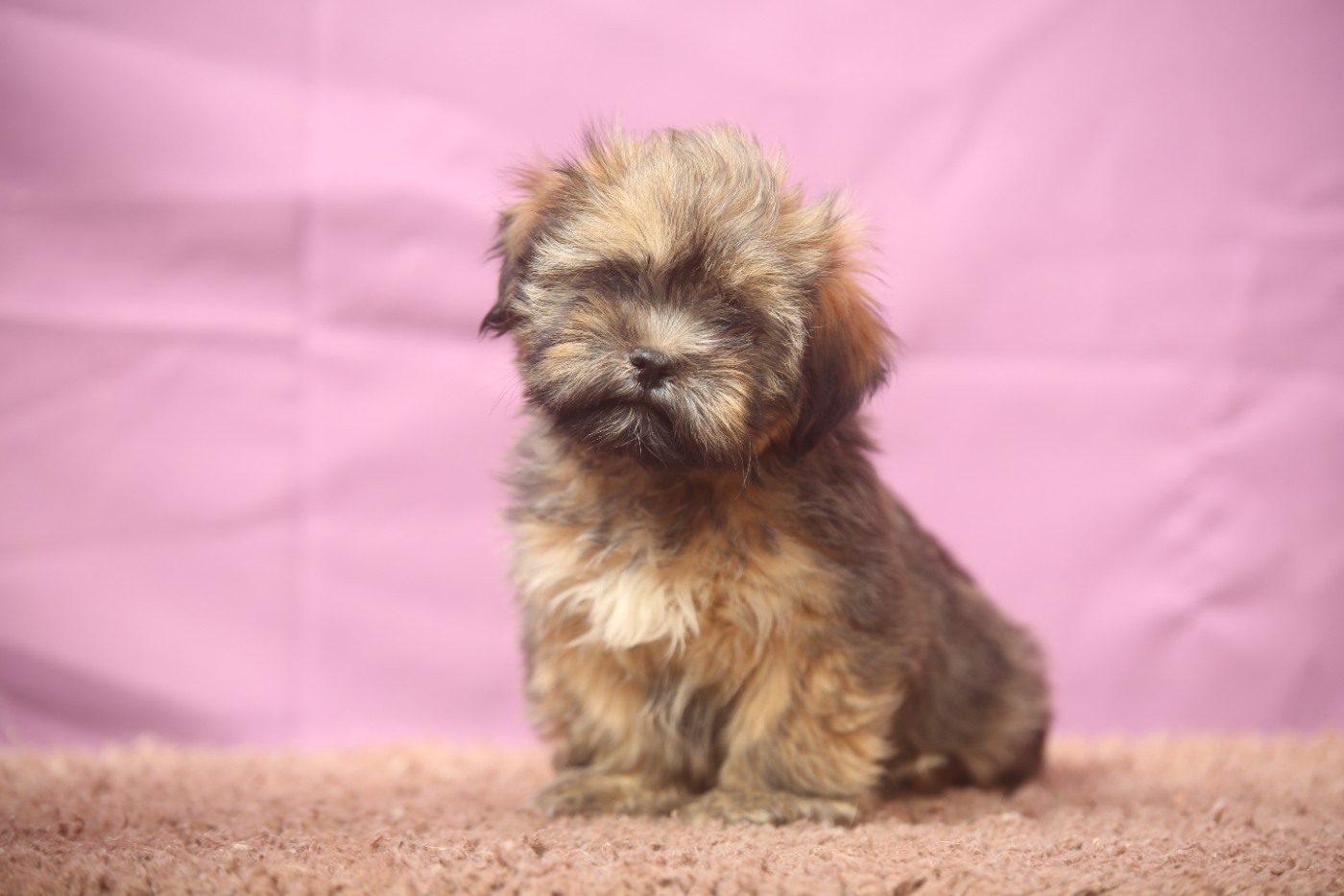 Du Royaume D'ebène - Chiots disponibles - Lhassa Apso