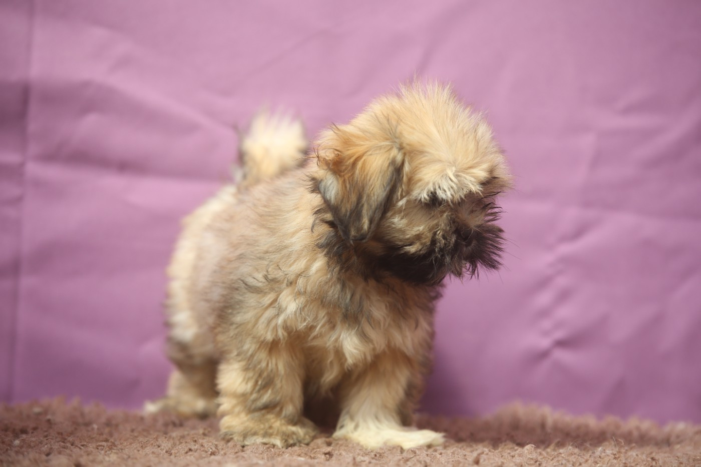 Du Royaume D'ebène - Chiots disponibles - Lhassa Apso