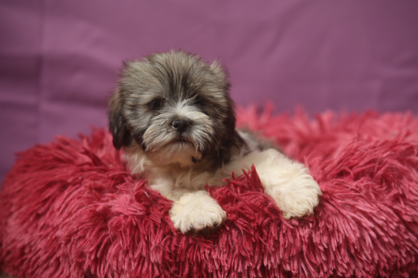 Du Royaume D'ebène - Chiots disponibles - Lhassa Apso