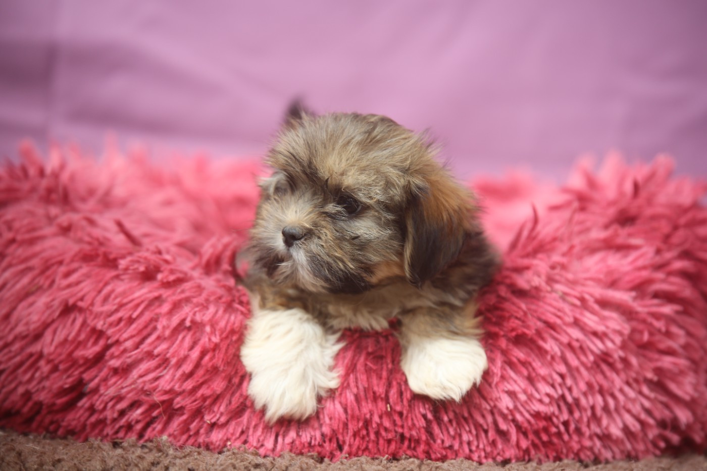 Du Royaume D'ebène - Chiots disponibles - Lhassa Apso