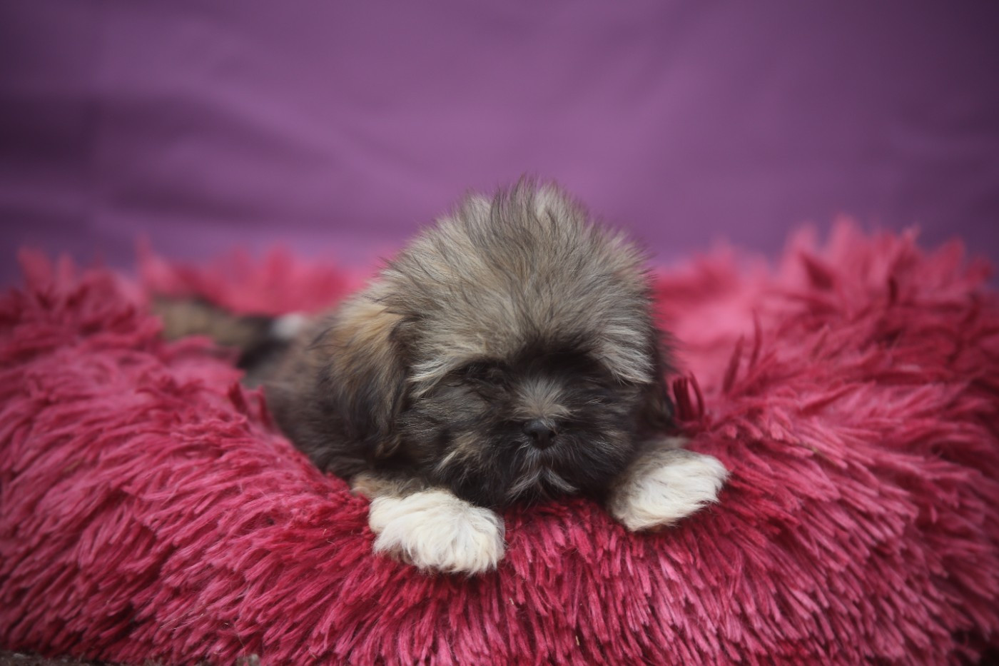 Du Royaume D'ebène - Chiots disponibles - Lhassa Apso