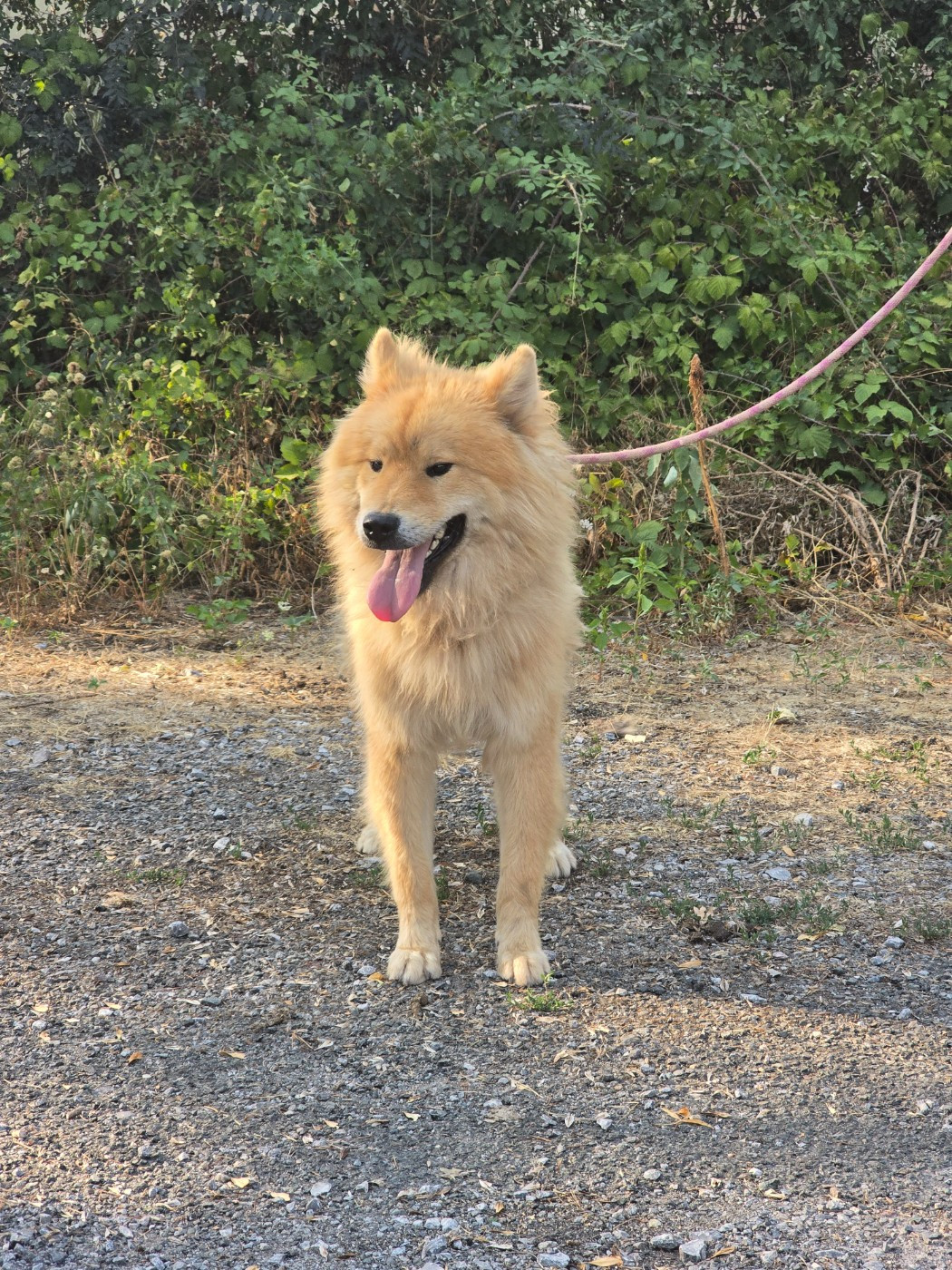 Du Royaume D'ebène - Chiots disponibles - Eurasier