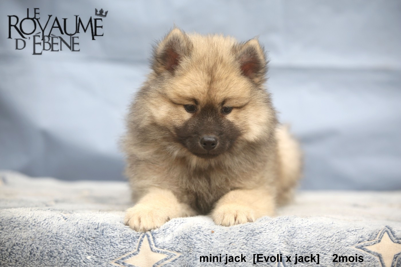 Du Royaume D'ebène - Chiots disponibles - Eurasier